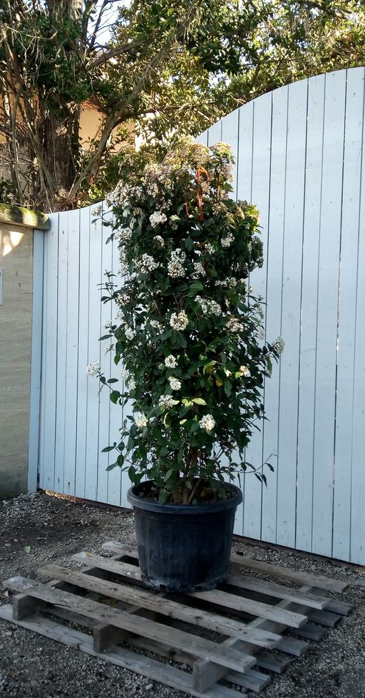 Arbuste de haie Laurier Tin  Viburnum Tinus  en container? 70 Ch�teaurenard (13)