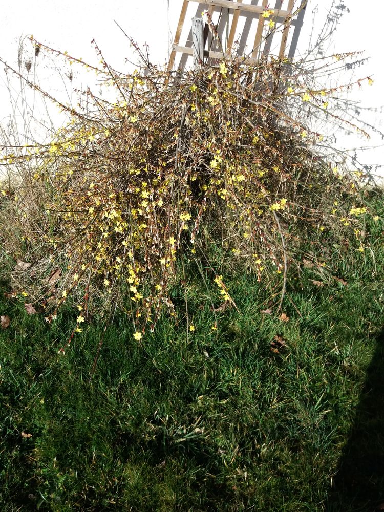 arbuste: jasmin d'hiver 3 Saint-Andr�-d'Apchon (42)