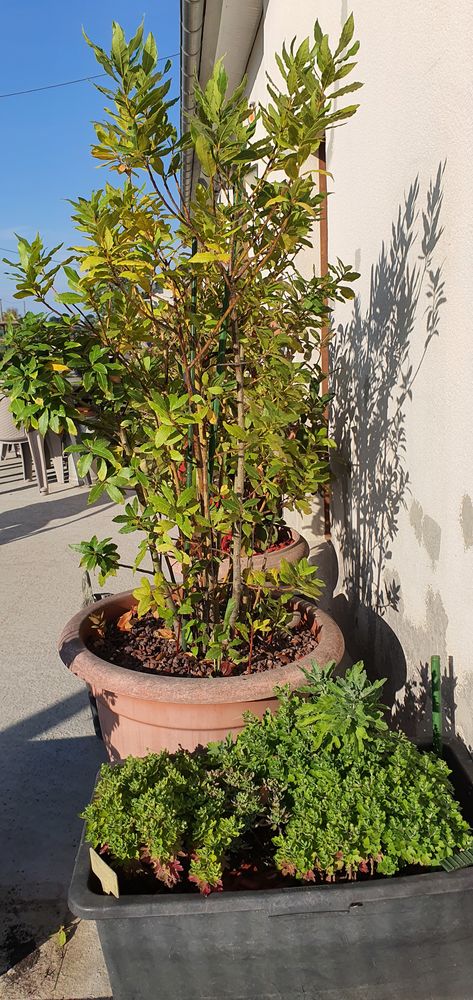 Arbuste Laurier sauce 95 Saint-Nicolas-de-Sommaire (61)