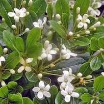 Arbuste nain Pittosporum 'Tobira Nana' en container. 25 Ch�teaurenard (13)