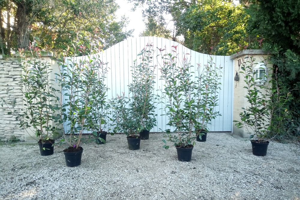 Arbuste d'ornement et de haie Photinia 'Red Robin'. 24 Ch�teaurenard (13)