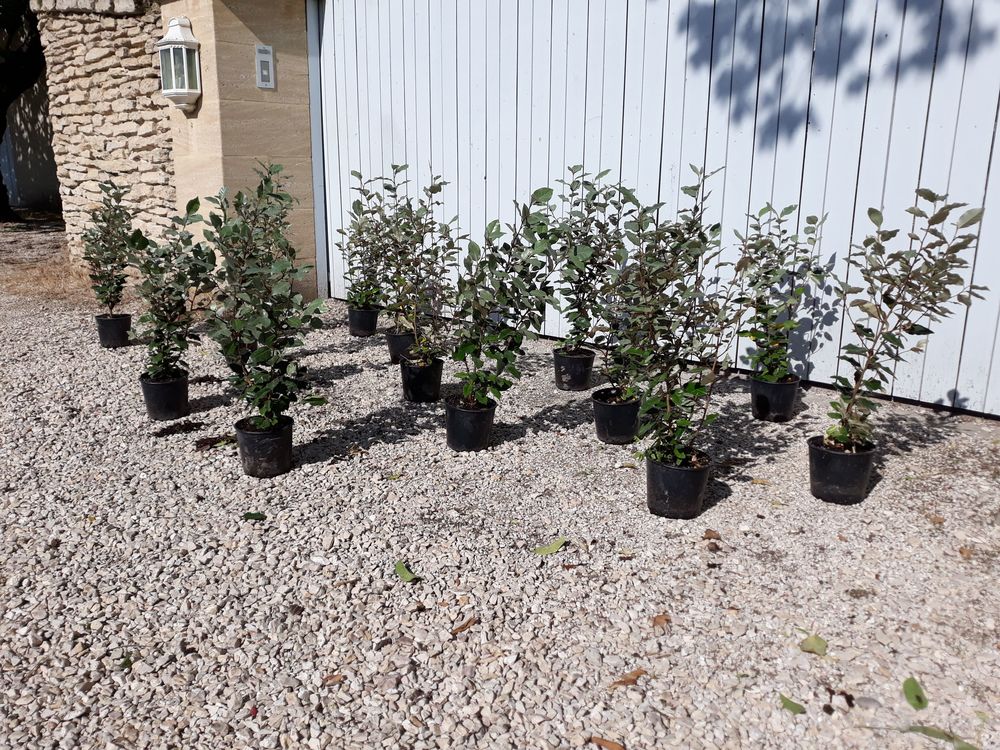 Arbuste d'ornement persistant 'Eleagnus Ebbingei' 7 Ch�teaurenard (13)