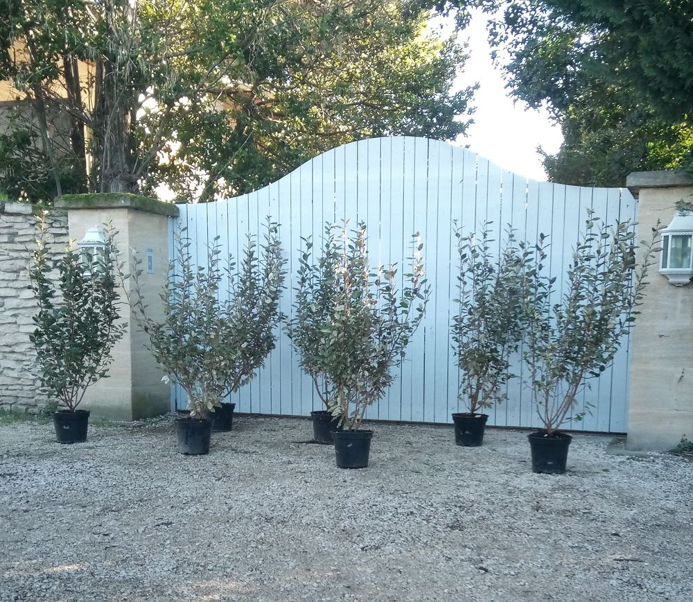 Arbuste d'ornement persistant 'Eleagnus Ebbingei' 24 Ch�teaurenard (13)