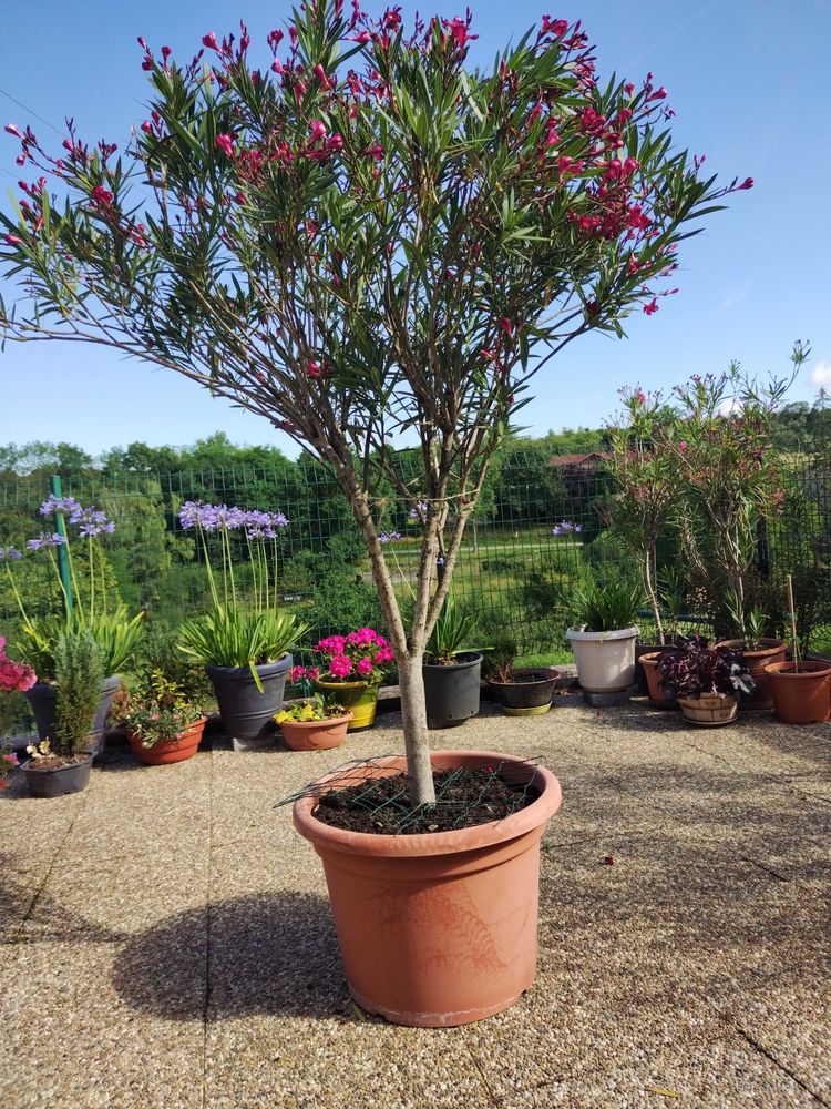 arbuste d'ornement 120 Montoy-Flanville (57)