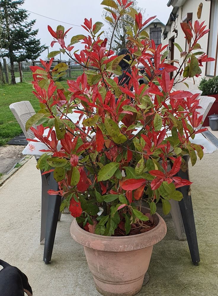 Arbuste photinia 80 Saint-Nicolas-de-Sommaire (61)