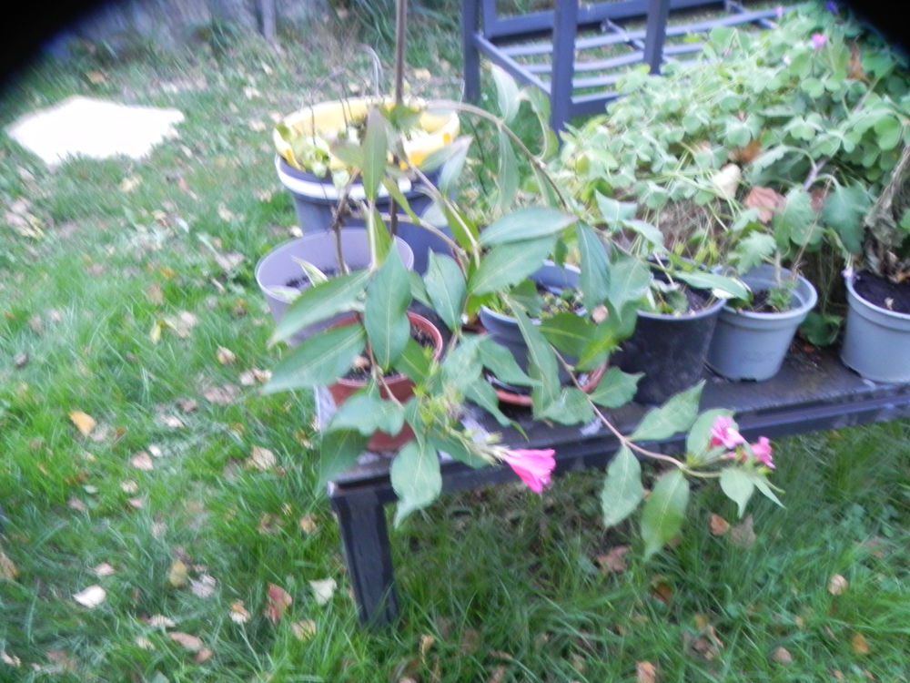 Arbuste Weigelia red prince, � clochettes rouges 13 Villars-les-Dombes (01)