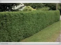 arbustes cypr�s 10 Clisson (44)