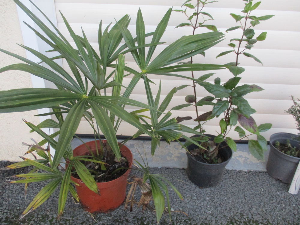 Arbustes de jardin 5 Gujan-Mestras (33)