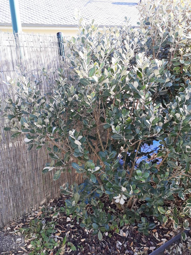 arbustes pour haie ou en isol� 20 La Fouillade (12)