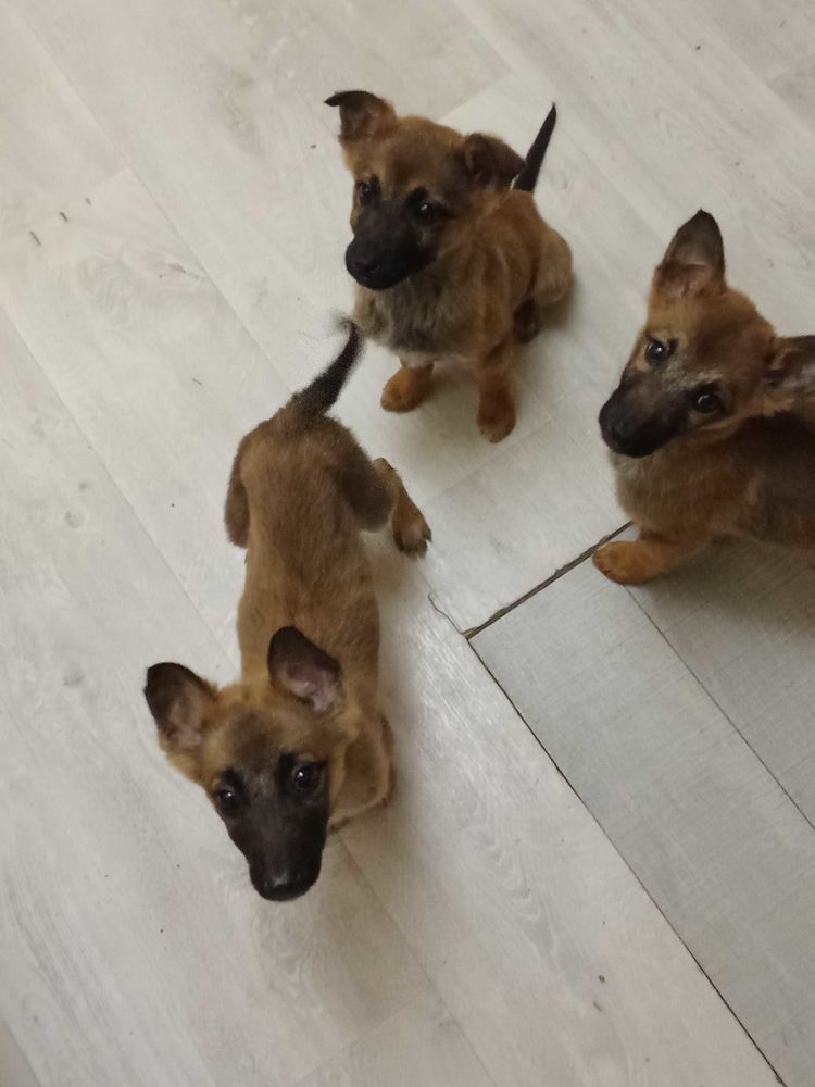 armoire 250 Les Pennes-Mirabeau (13)