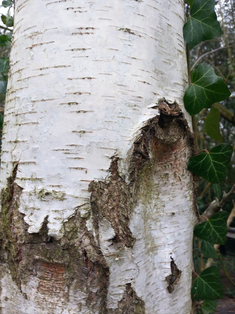 Arriv&eacute;e  de la nouvelle s&egrave;ve  de bouleau. 0 Merville (59)