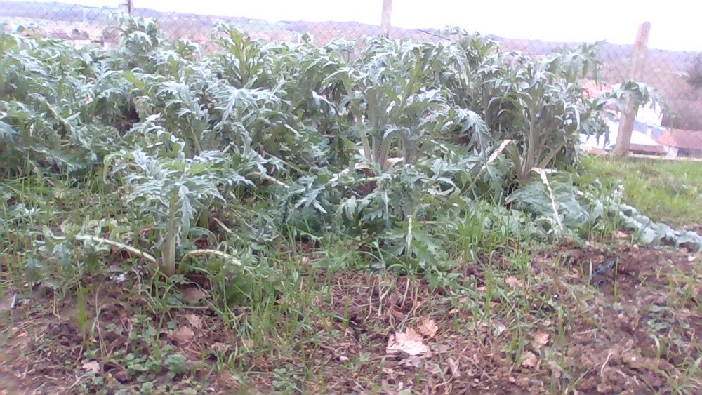 artichauts 3 Haget (32)