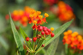 Asclepias curassavica   graines 1 Sainte-Genevi�ve-des-Bois (91)