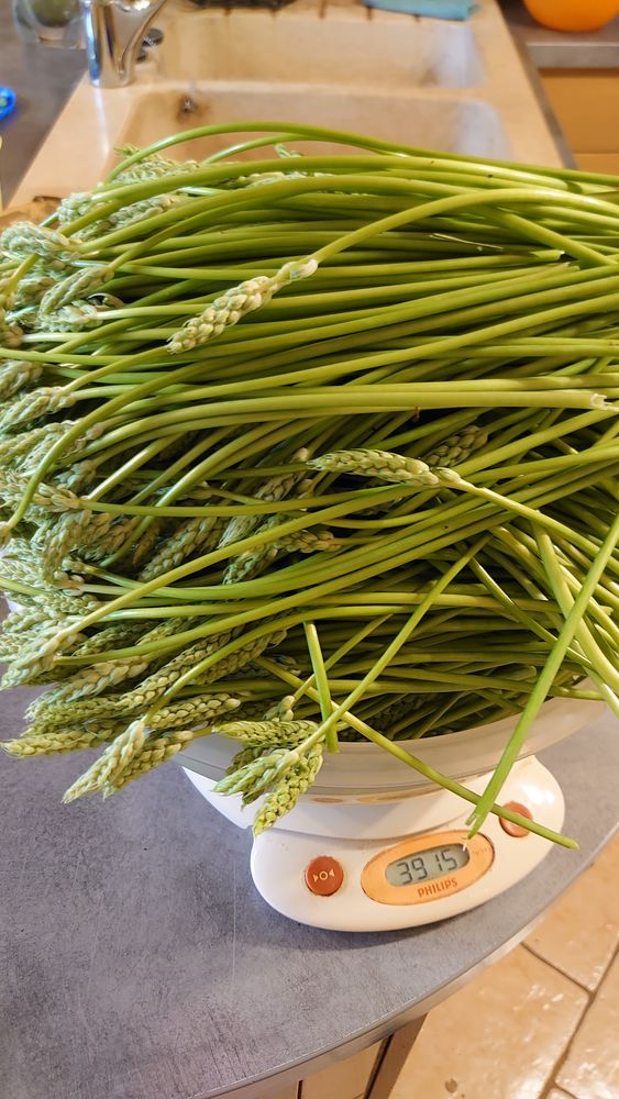 asperges des bois 5 Thorey-Lyautey (54)