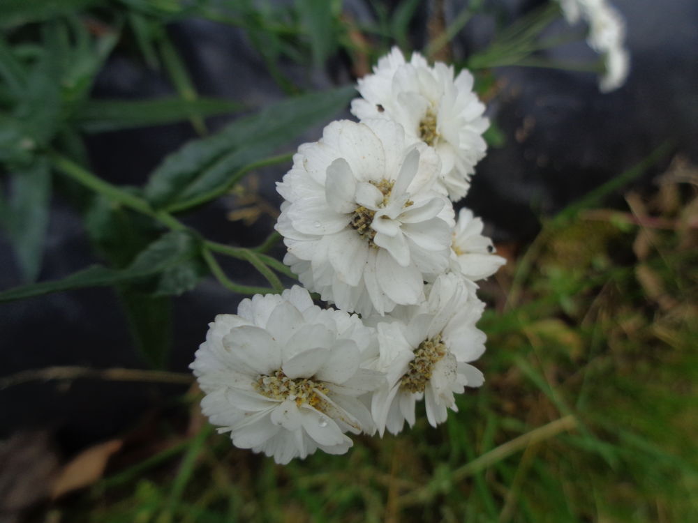 aster blanche 1 Lanvallay (22)