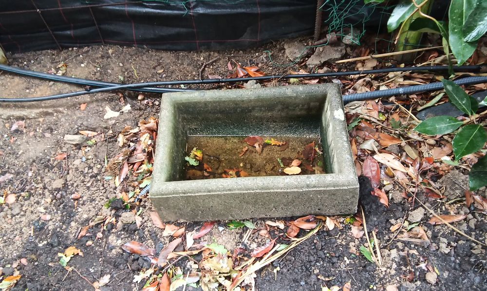 Auge 40 Saint-Sigismond (49)