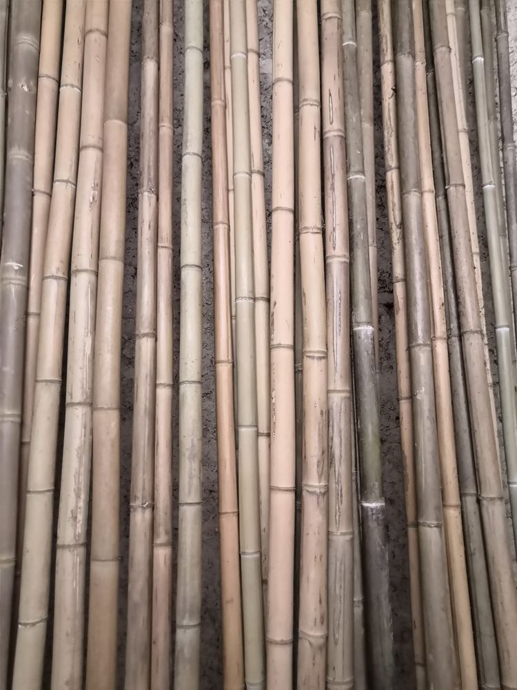 Bambous 7 Saint-Donat-sur-l'Herbasse (26)