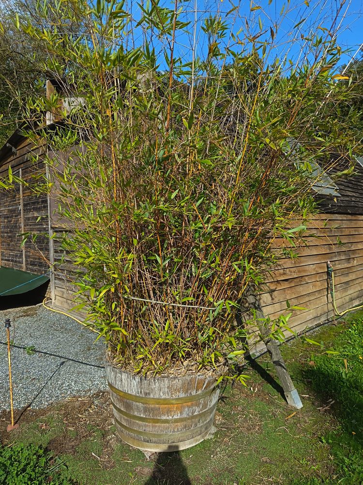 LOT DE 3 BAMBOUS 20 ANS D'�GE 210 Anetz (44)