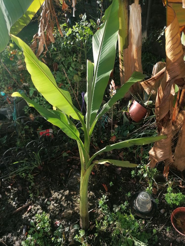 Bananier 10 Nantes (44)