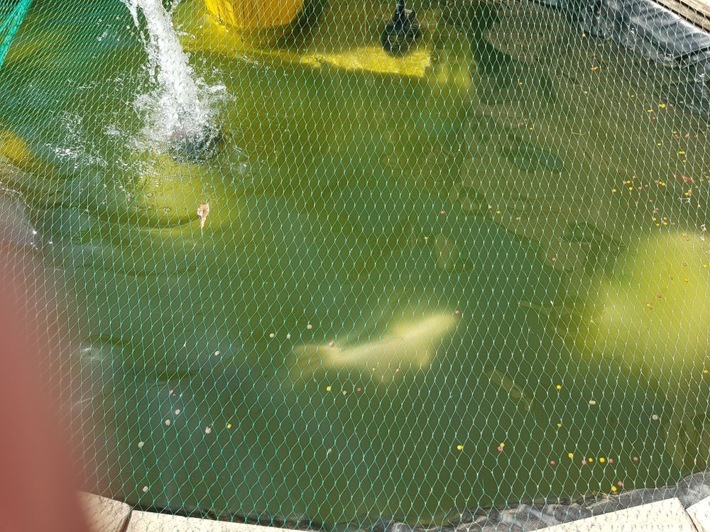 bassin Carpes Koi et autres 1234 Neuilly-en-Thelle (60)