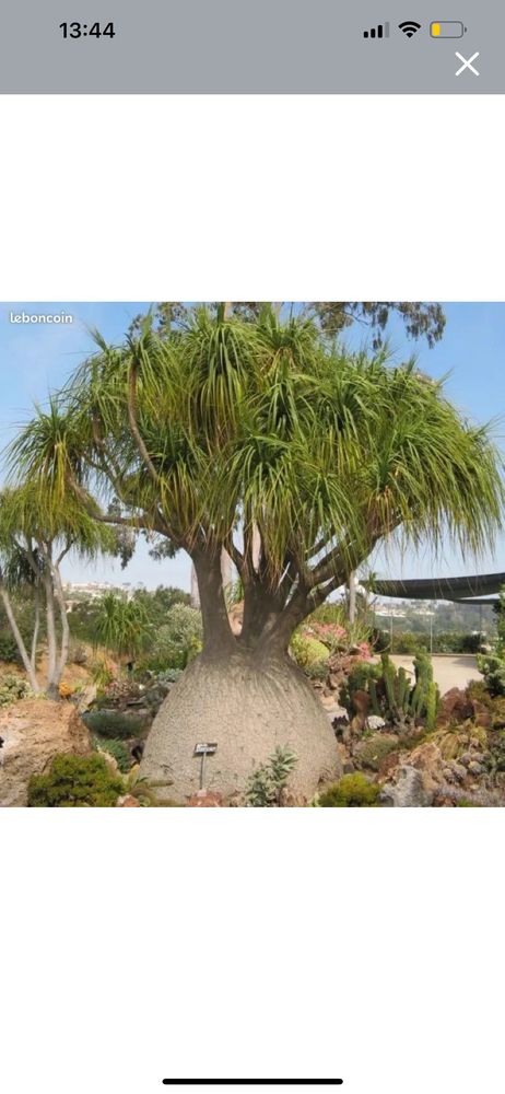 Beaucarnea 10 N�mes (30)