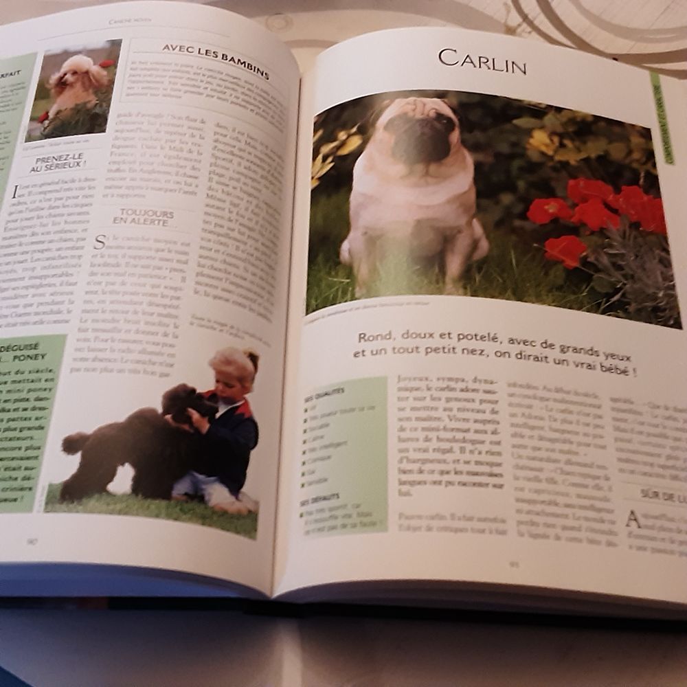 Les + beaux chiens du monde 10 Ahuy (21)