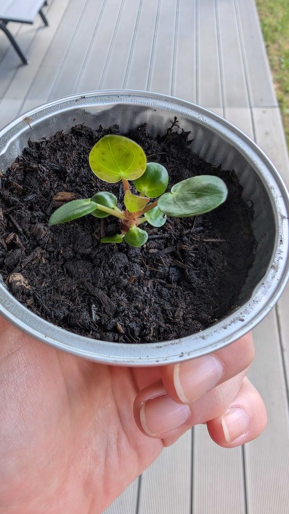 b�b� Pilea 4 Reichshoffen (67)