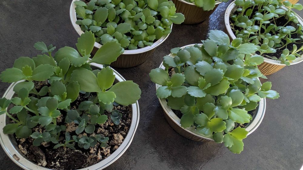 b�b� plante kalanchoe 6 Reichshoffen (67)