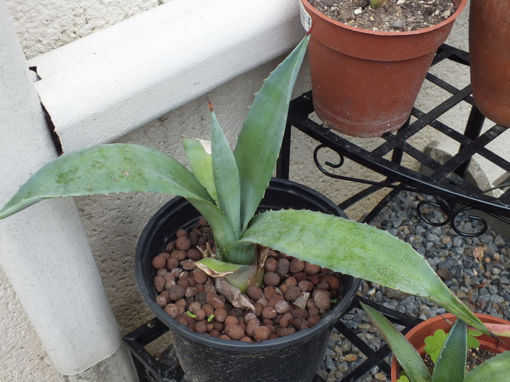 b�b�s Agave 1 �zanville (95)