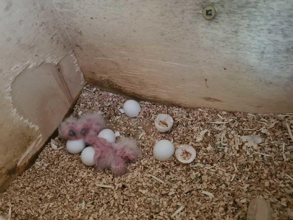 b�b�s cornures  180e 180 Blois (41)