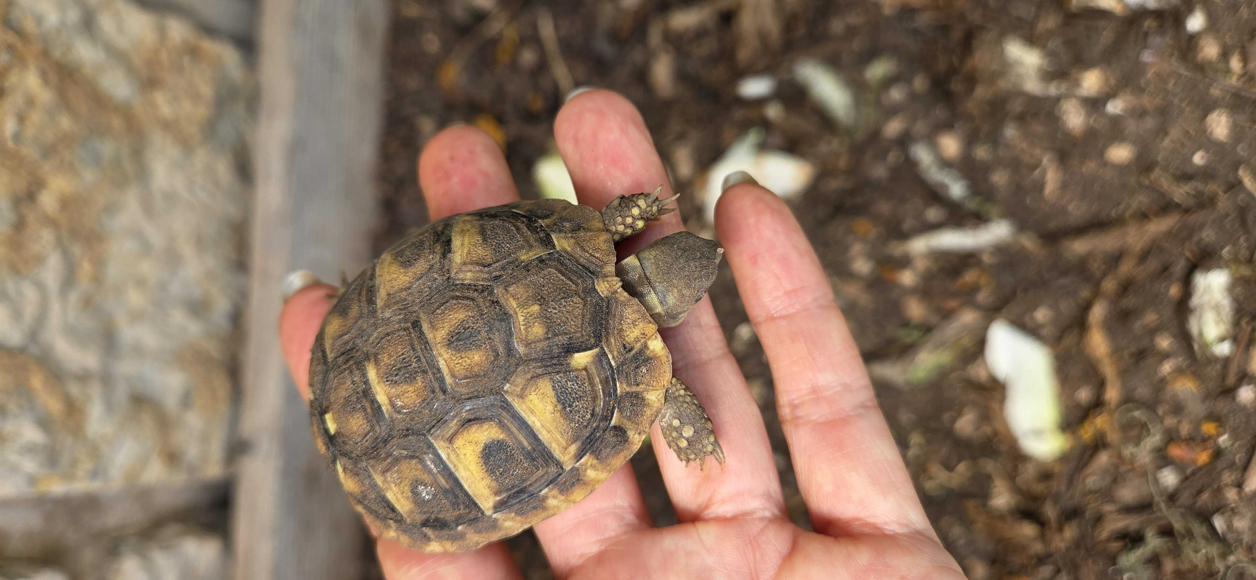 b�b�s tortues de 2024 robustes 35 Toulon (83)