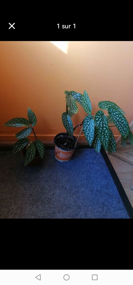 B�gonia tamaya 3 Nantes (44)