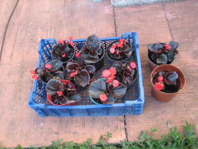 BEGONIA 2 Saint-Orens-de-Gameville (31)