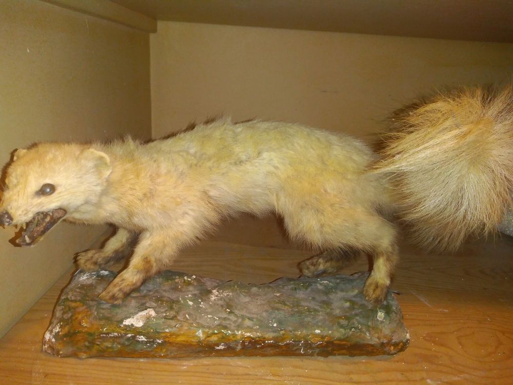 belette ou fouine naturalis�e 40 Bages (66)