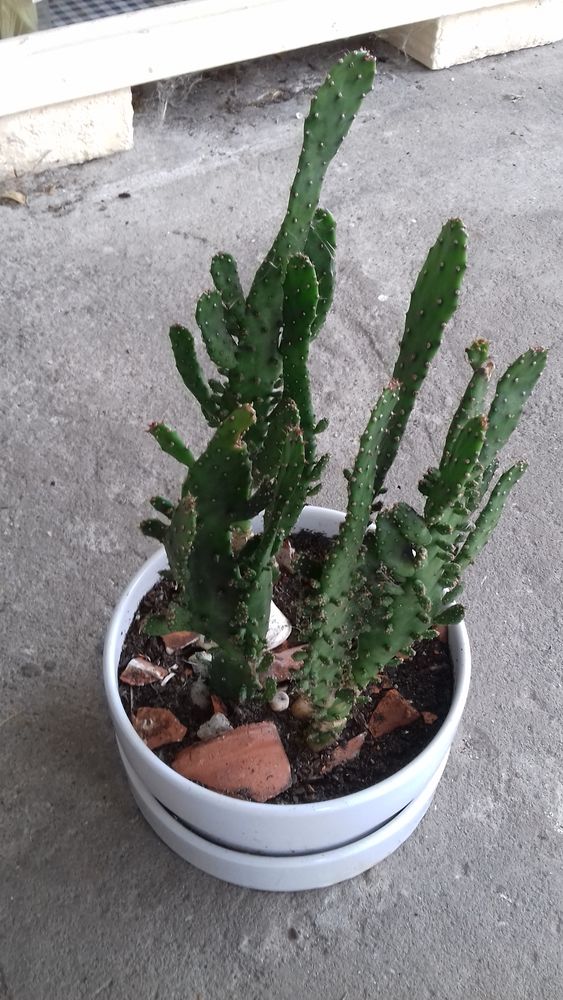 BELLE COUPE de CACTUS en PORCELAINE 25 Boucau (64)