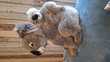 Belle peluche  koala  et son bebe 18 Hondainville (60)