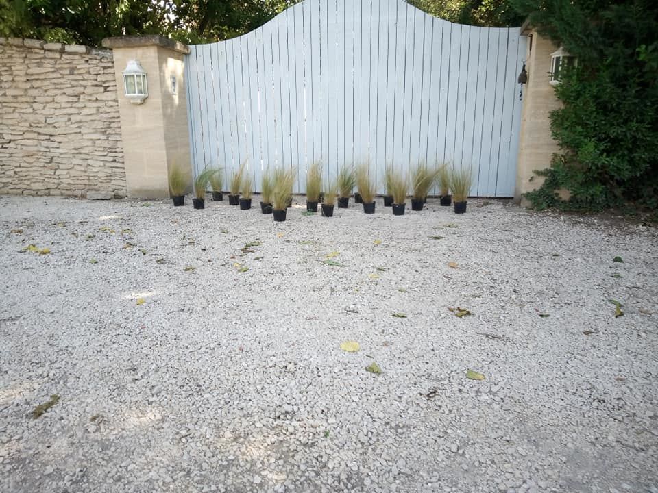  Belle plante gramin�e Stipa ou cheveux d'ange en container 5 Ch�teaurenard (13)