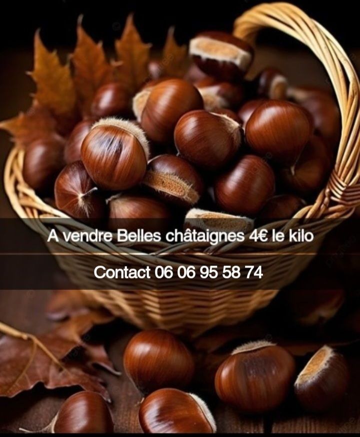 Belles ch�taignes 4 Giromagny (90)
