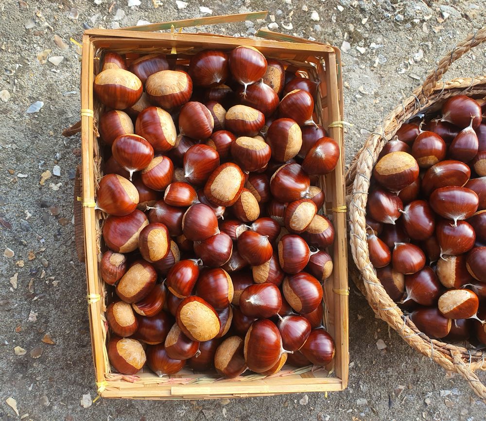 Belles chataignes 3 La Goulafri�re (27)