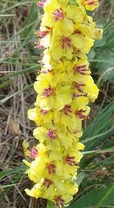 belles plantes non gelives a petits prix 3 Maisons-Alfort (94)