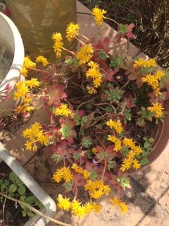 belles plantes vivaces
ps cher .SEDUM PALMIERI
0 Maisons-Alfort (94)