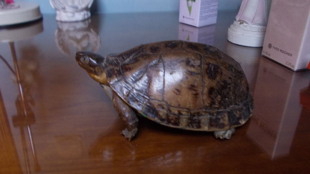 bibelot tortue 57 Thiais (94)