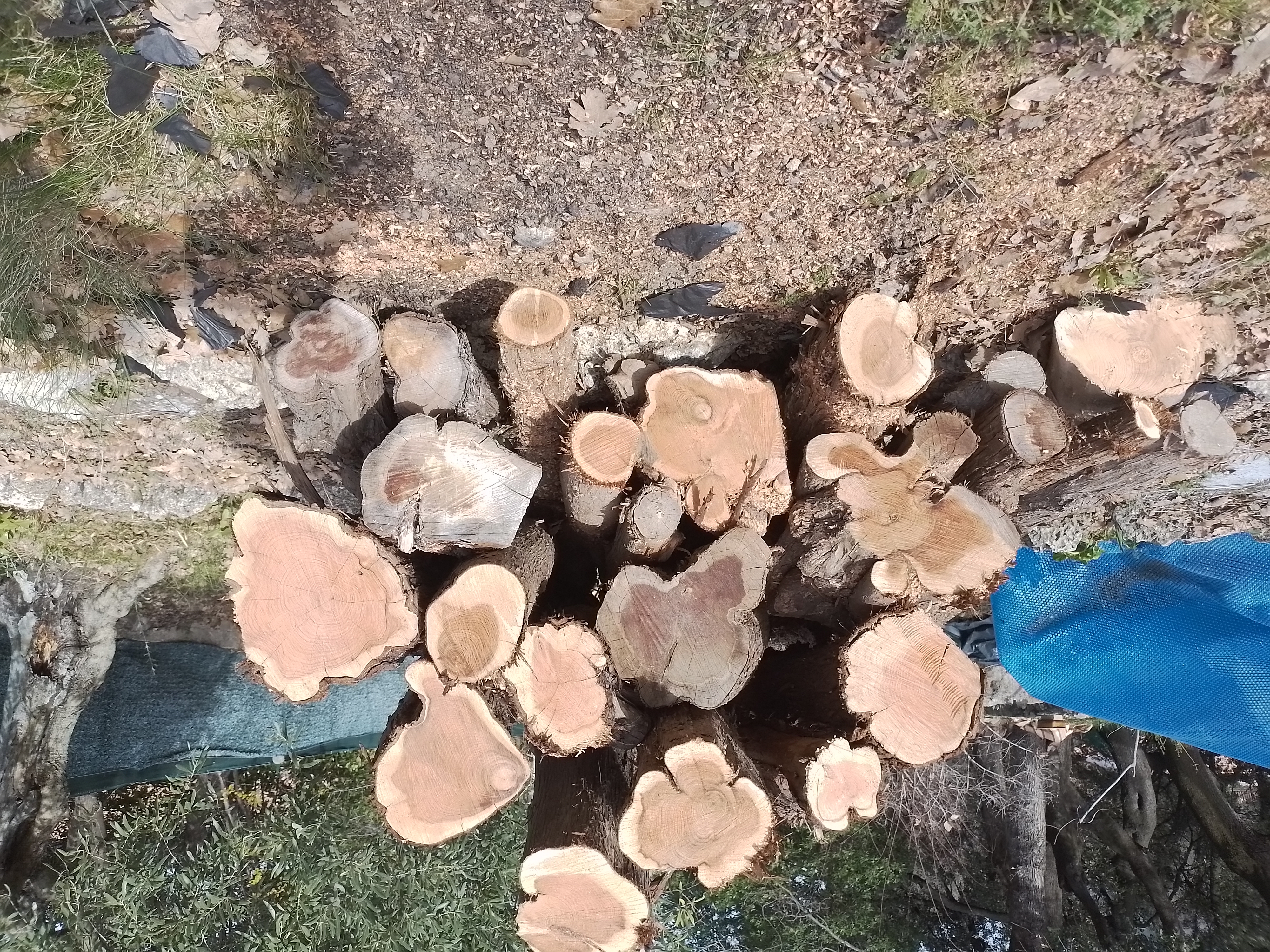 BOIS DE CADE 130 Figani�res (83)