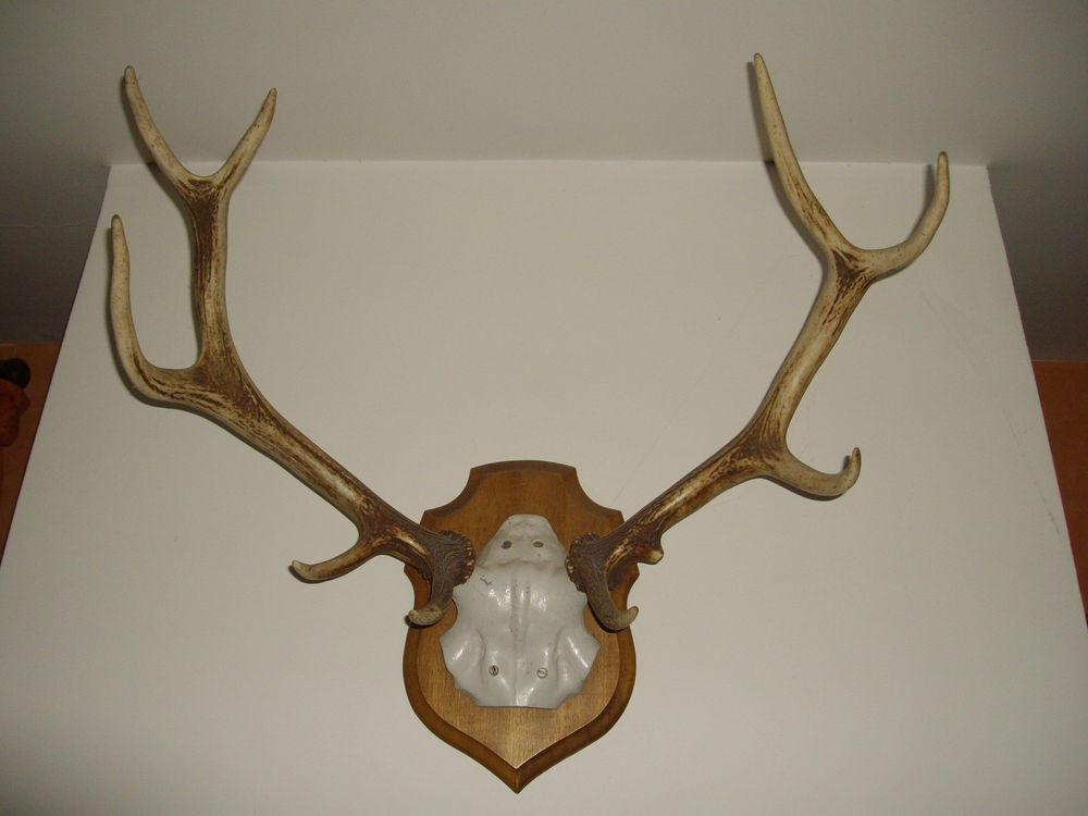 BOIS DE CERF SUR ECUSSON 40 Rouen (76)