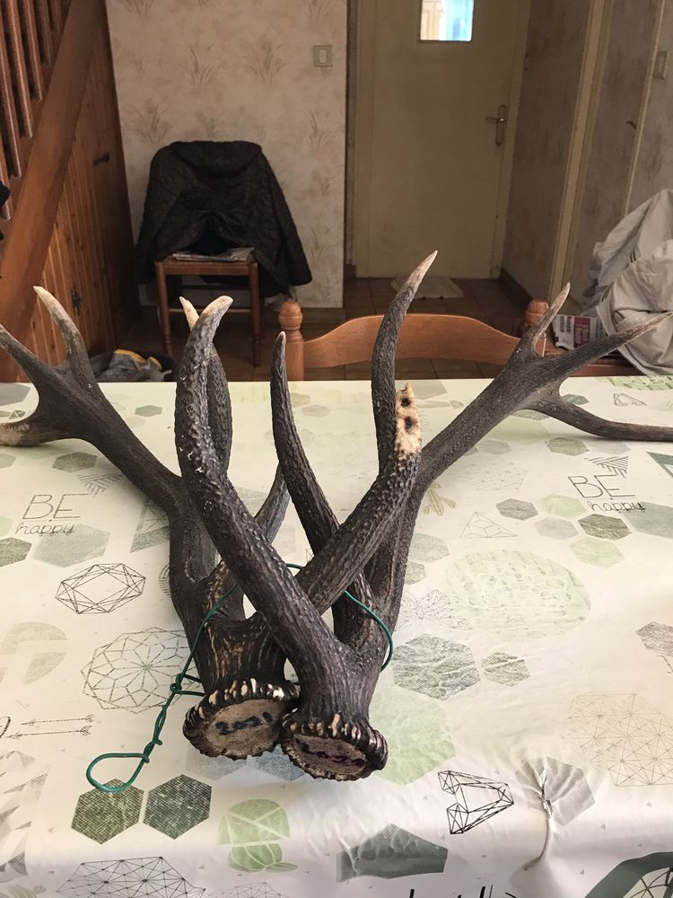 bois de cerf 220 Villiers-en-Plaine (79)