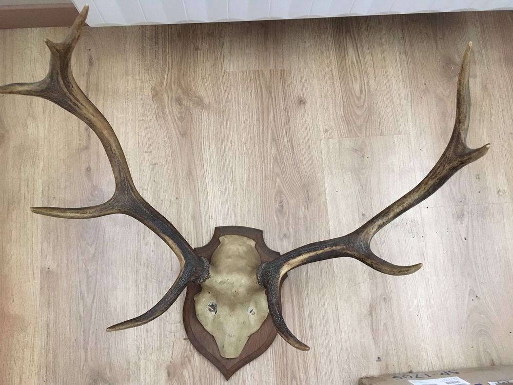 Bois de cerf 70 Le Perray-en-Yvelines (78)