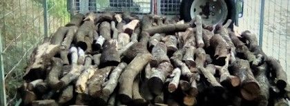 bois de chauffage, chêne vert sec 18 mois 320 Fournes-Cabardès (11)
