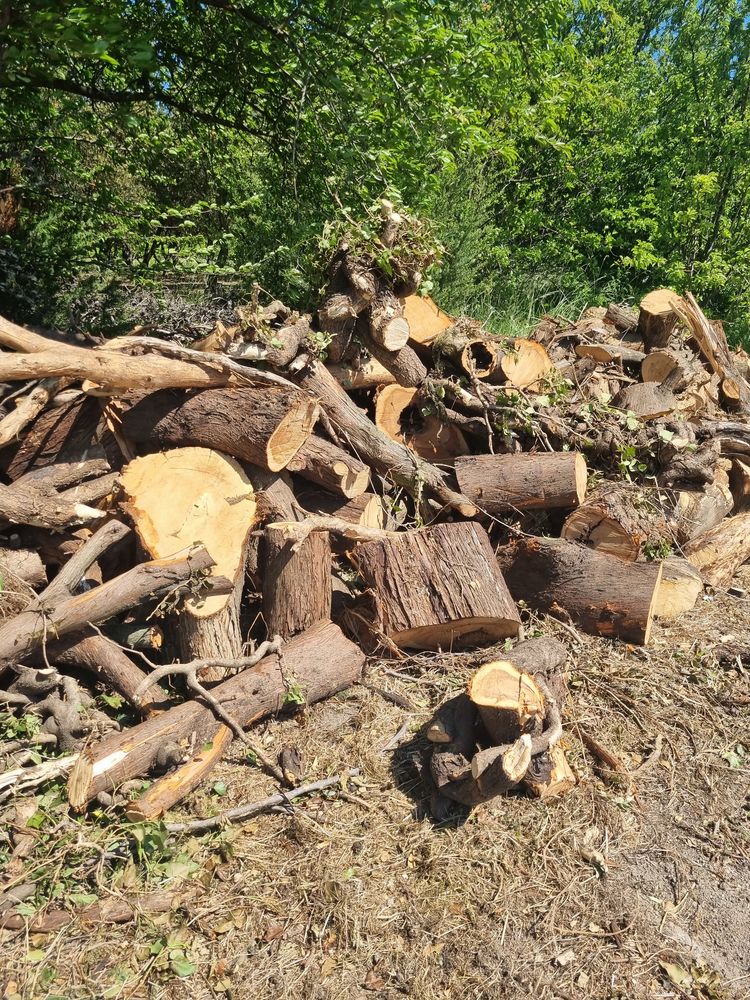 Bois de chauffage � enlever sur place (Rochegude 26) 50 � 50 Rochegude (26)