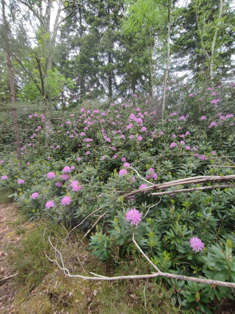 de bois de chauffage 0 Selles-Saint-Denis (41)