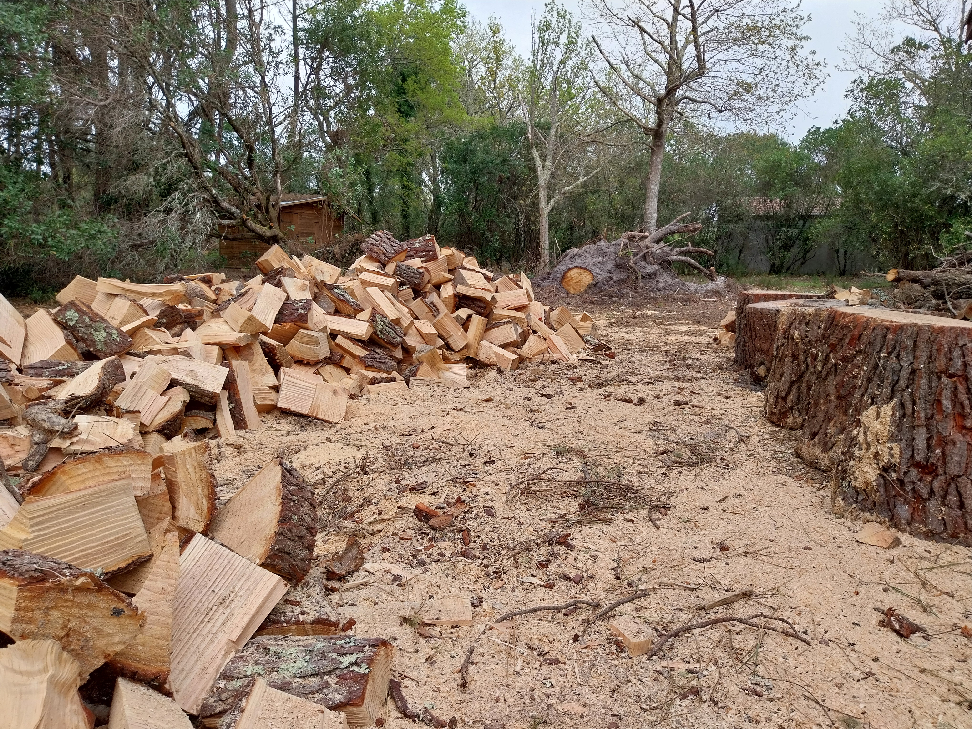 Bois de chauffe pin ou acacia. 25 � 50 cm au choix. 30 Biscarrosse (40)